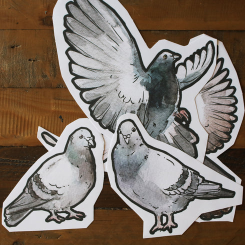 Pigeons live in flocks