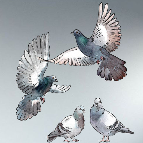 Pigeons live in flocks